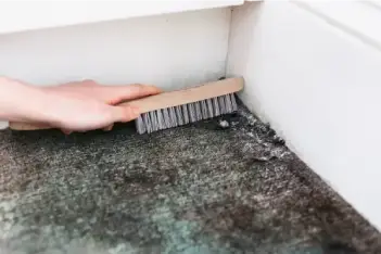 Carpet Mold Removal